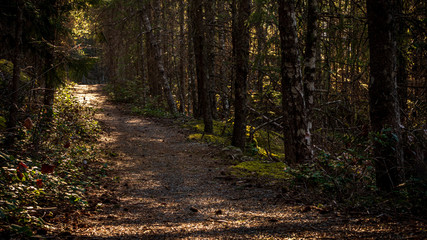 Path in the forest. British Columbia, Canada.