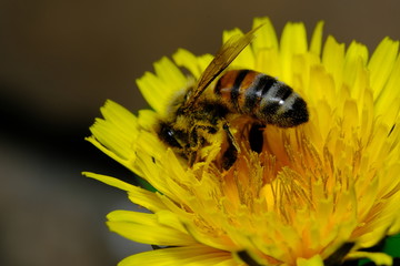 Bee Pollinating Dandelion Flowers