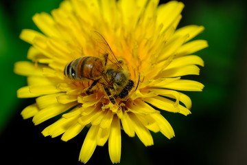 Bee Pollinating Dandelion Flowers