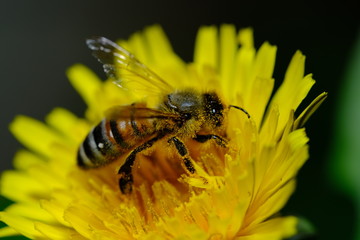 Bee Pollinating Dandelion Flowers