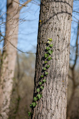 Ivy on a tree