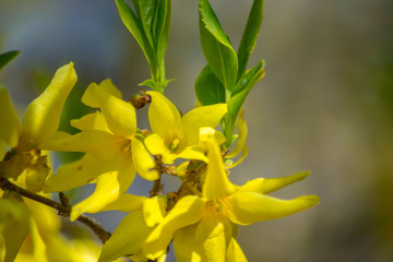 Golden Forsythia blooming flowers, selective focus, spring blossoming tree, early springtime, yellow blossoms