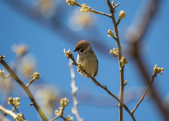 Close-up of beautiful brown sparrow perched on blooming  tree twig. Wildlife, bird in early spring, outdoors, passeridae

