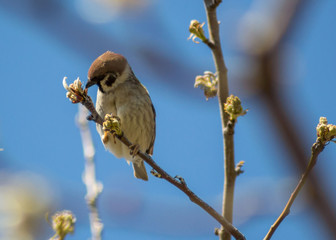 Close-up of beautiful brown sparrow perched on blooming  tree twig. Wildlife, bird in early spring, outdoors, passeridae

