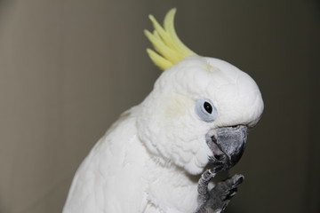 white parrot