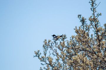 Eurasian magpie or common magpie perched on top of a tree, wildlife. Bird in early spring, outdoors, Bird in the crow family