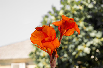 Two bright orange toffee flowers against a green tree and a blue sky. Horizontal close-up photo.