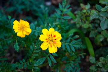 Two bright yellow buttermilk flowers against a dark green foliage. Garden, flowerbed, summer, lawn, caucasian, happiness