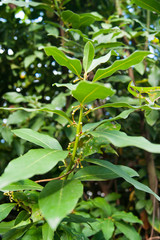 Plant in the garden, bush - bay leaf. Spice, spice. Summer, gifts of nature, warmth, fertility