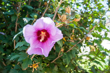 Purple flower mallow against the background of greenery. Close-up, horizontal photo.