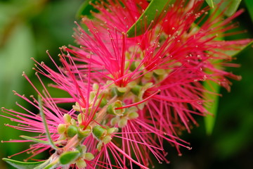 Crimson Bottlebrush, Melaleuca citrina, commonly known as common red, crimson or lemon bottlebrush,...