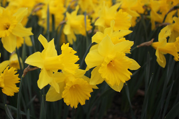 Group of closeup flower primula in winter season. Spring flower ornamental yellow Primula with green leafs . floral pattern backgrounds. Primula is a genus of herbaceous flowering plants