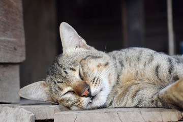 Brown cat laying down, sleeping on the floor with old wood background