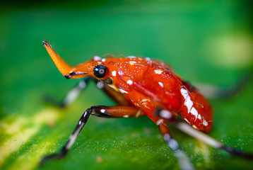 Macro photos of  spiders ,hammerhead,wasp,moth,butterflies,grass hopper,mosquito and other arthropods