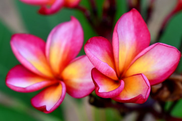 Selective focus of Pink Plumeria flowers with green nature blurred background