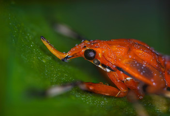 Macro photos of  spiders ,hammerhead,wasp,moth,butterflies,grass hopper,mosquito and other arthropods