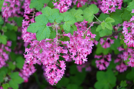 Ribes sanguineum, the flowering currant, redflower currant, or  red-flowering currant, is a North American species of flowering plant in  the family Grossulariaceae, native to western US and Canada. Stock Photo |  Adobe