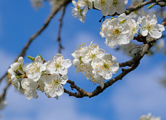 Blühende Edel-Pflaume, Prunus domestica