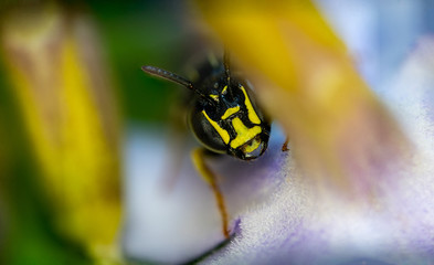 Macro photos of  spiders ,hammerhead,wasp,moth,butterflies,grass hopper,mosquito and other arthropods