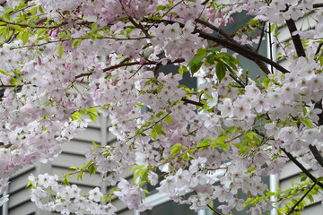 Close up spring cherry blossom in front of apartment building.