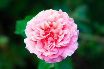 Pink Rose- Single pink rose growing with greenery in the background. Selective focus on the rose.