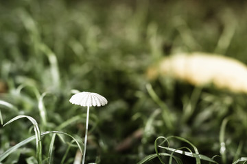 The mushroom resembles a white umbrella surrounded by green grass in the morning.