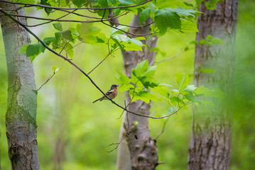 Buchfink im Wald