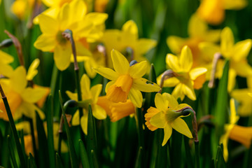Blooming yellow narcissus in spring in the garden