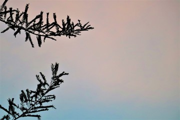 BRANCHES OF THE AMLA TREE WITH  A PINK- BLUE BACKGROUND WITH IN DEPTH FOCUS.