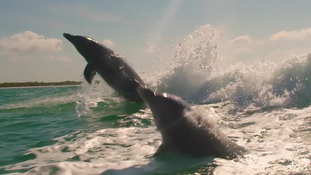 slow motion of five dolphins jumping out of the water