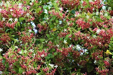 THE BUNCH OF RED AND WHITE FLOWER WITH GREEN LEAFS HANGING DOWN CREEPER OF RED AND WHITE FLOWER