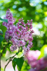 Branch of blossoming lilac on a sunny day