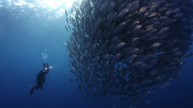 Scuba diver and shoal of bigeye jack