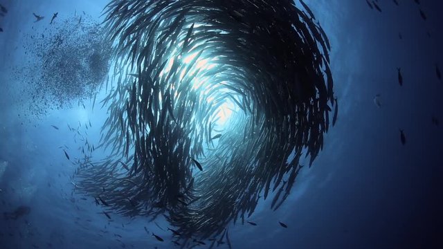 School of barracuda in cyclone movement