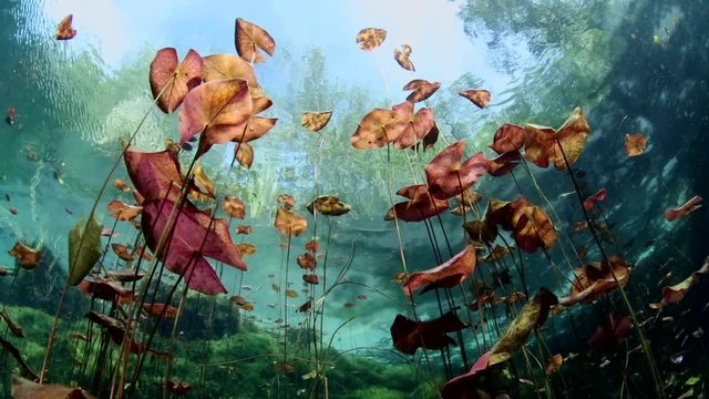 Underwater scenery of fresh water pond with lily pad in Rivera maya Cenotes.