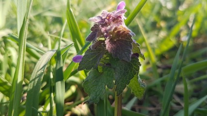 Purple flower in the grass in the garden.
