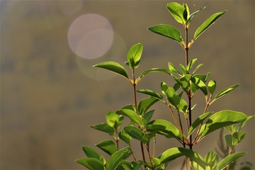 plant in the garden with sunlight falling from the back with in depth focus 