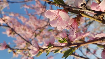 Pink cherry flowers bloosomed in tree branch with blue sky in the background.