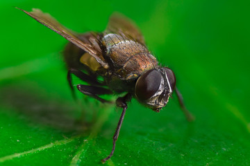 close up of a fly