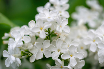 Branch of blossoming white lilac on a sunny day