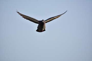 Birds Flying Nature