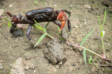 Rice field crab