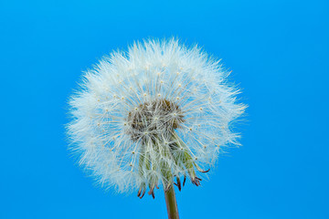 Dandelion blowing on blue background
