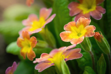 Fototapeta premium Spring orange flower primrose closeup.