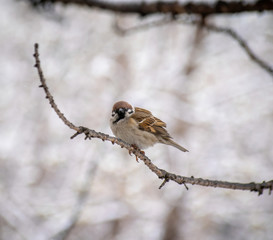 sparrow sitting on a tree branch.