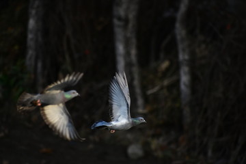 Birds Flying Nature