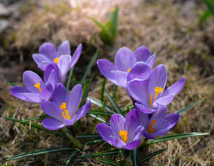Fresh flowers of purple crocus in spring.