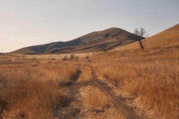 Fototapeta premium road to the field in the sunset rays