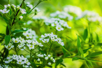 Blooming spirea on a spring