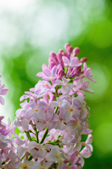 Branch of blossoming lilac on a sunny day